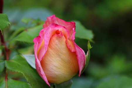 Nature beautiful rose garden photo