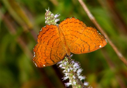 Life Cycle of Angled Castor_Ariadne ariadne photo