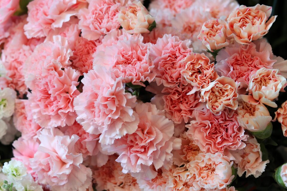 Floral romantic carnation