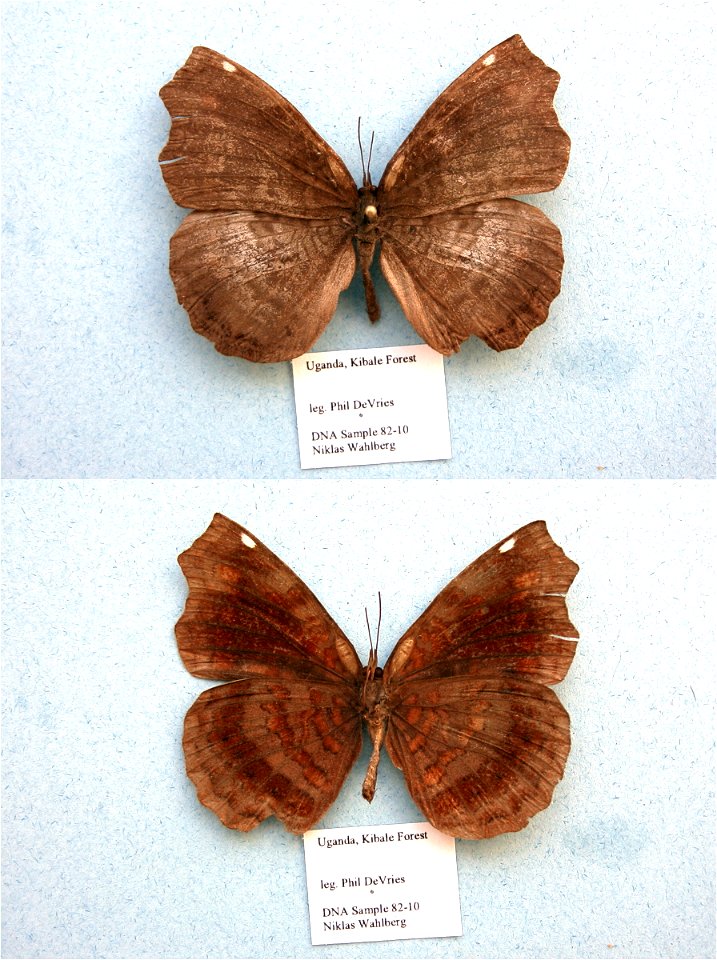 UGANDA.  Kibale Forest,  MPE 2003, BJLS 2005, PRS 2009,  Exemplar,  <a href="http://nymphalidae.utu.fi/story.php?code=NW82-10" rel="nofollow">see in our database</a>