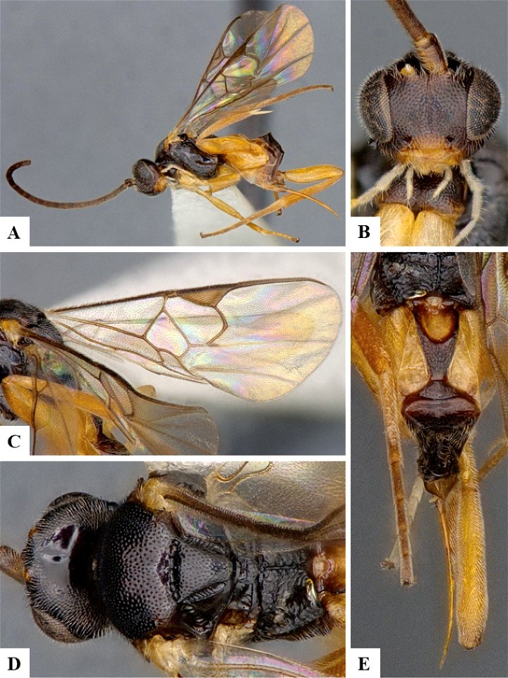 Figure 161; Neoclarkinella ariadne female CNCHYM01447 A Habitus, lateral B Head, frontal C Fore wing D Mesosoma, dorsal E Metasoma, dorsal.