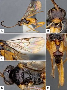 Figure 161; Neoclarkinella ariadne female CNCHYM01447 A Habitus, lateral B Head, frontal C Fore wing D Mesosoma, dorsal E Metasoma, dorsal. photo