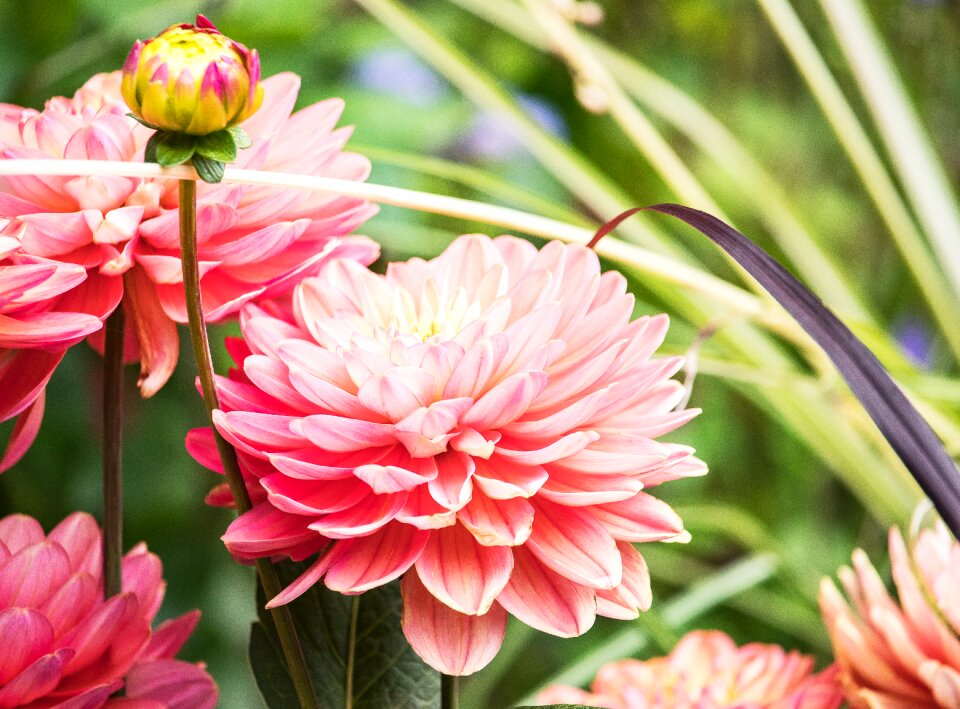 Flower plant ornamental plant