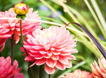 Flower plant ornamental plant