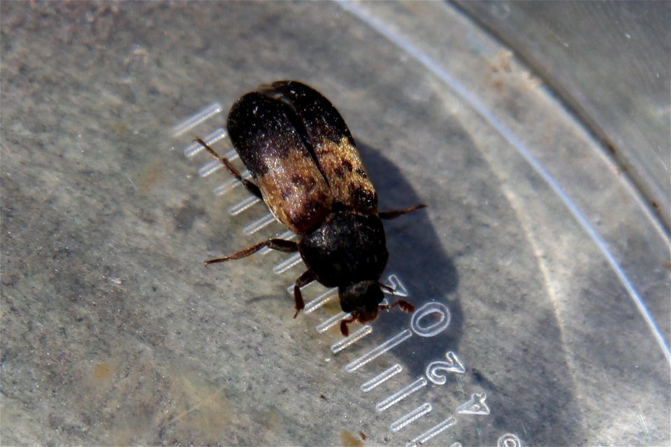 Dermestes lardarius (gemeiner Speckkäfer)