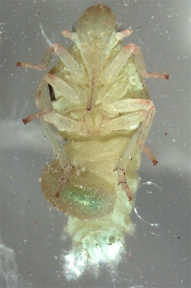 live nymph of Siphanta acuta, with cocoon of dryinid (probably Dryinus koebelei) on venter of abdomen [UPDATE: Massimo Olmi thinks the cocoon may be an epipyropid, but this seems unlikely], plus a sma