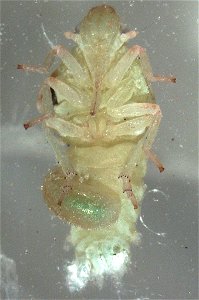 live nymph of Siphanta acuta, with cocoon of dryinid (probably Dryinus koebelei) on venter of abdomen [UPDATE: Massimo Olmi thinks the cocoon may be an epipyropid, but this seems unlikely], plus a sma
