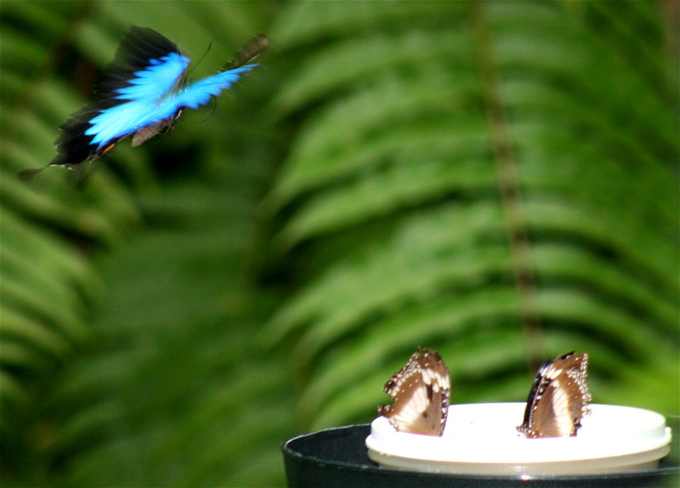 Ulysses Flying over Feeder, Kuranda Butterfly Sanctuary