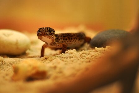 Gecko lizard reptile
