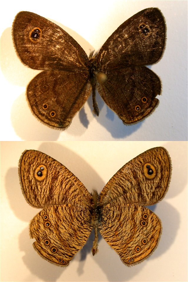 INDONESIA.  Central Sulawesi, Palolo Valley, SE Berdikari, vic. Topangarta,  MPE 2006, Biol.Lett.2008, PRS 2009, ZJLS 2011, MPE 2010,  Exemplar,  <a href="http://nymphalidae.utu.fi/story.php?code=N