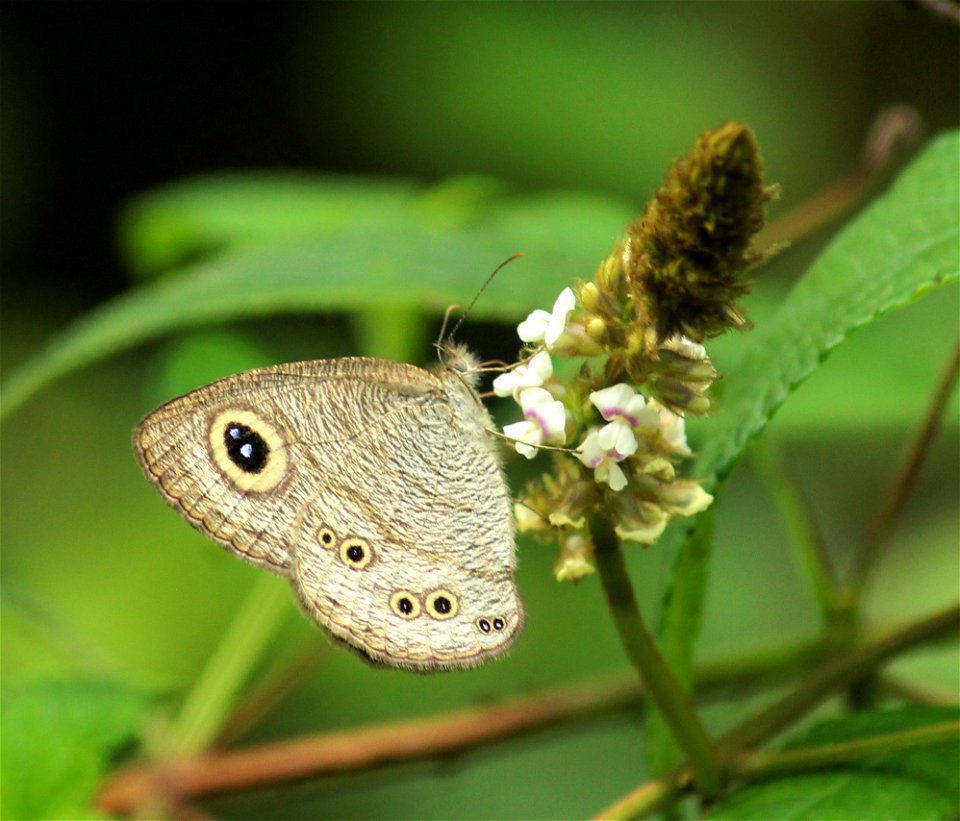 Ypthima baldus Fabricius, 1775 – Common Five-ring