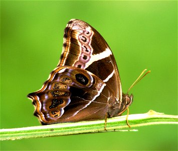 Life cycle of Bamboo Treebrown (Lethe europa) photo