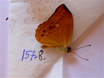 INDONESIA. Ceram, Exemplar, <a href="http://nymphalidae.utu.fi/story.php?code=NW157-8" rel="nofollow">see in our database</a> photo