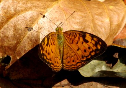 Small Leopard _Phalanta alcippe