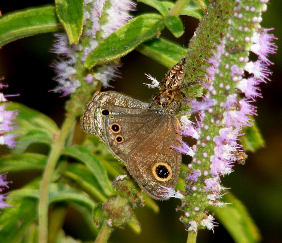 Common Four-ring (Ypthima huebneri)