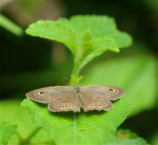Ypthima huebneri Kirby, 1871 – Common Four-ring
