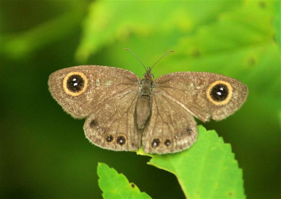 Ypthima huebneri Kirby, 1871 – Common Four-ring