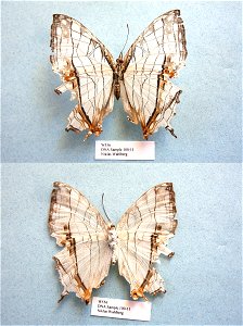 BANGLADESH.   Sylhet Div., Lowacherra Forest,  MPE 2003, BJLS 2005, Sys Bio 2008, PRS 2009,  Phylogenomics, Exemplar, PBStest,  <a href="http://nymphalidae.utu.fi/story.php?code=NW100-11" rel="nofo