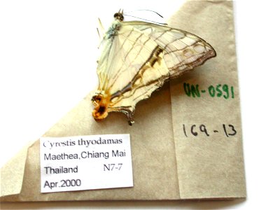 THAILAND.  Maethea, Chiang Mai,    <a href="http://nymphalidae.utu.fi/story.php?code=NW169-13" rel="nofollow">see in our database</a>