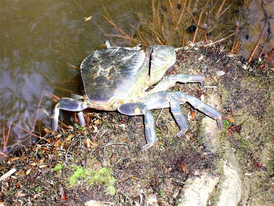 Freshwater crab (Potamon potamios). Jordan river (Snir), Israel, 2006.