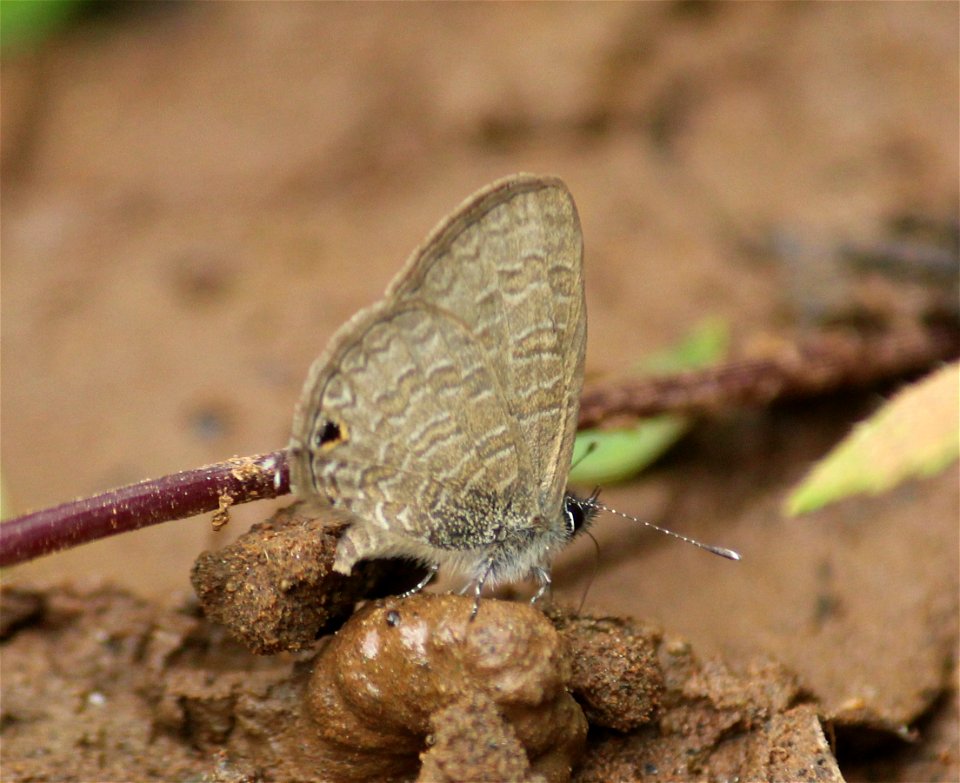 Prosotas dubiosa Semper, 1879 – Tailless Lineblue