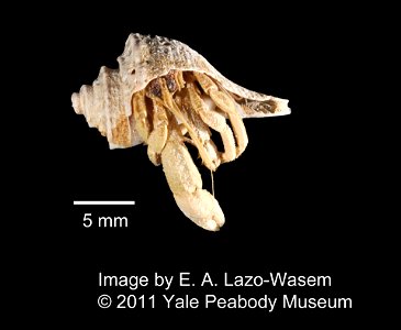 PRESERVED_SPECIMEN; ; 70% alc.->dry; Det. by: Neil W. Blackstone; BRC img; IZ number 8124; lot count 25; 1982-09-04T00:00:00Z photo