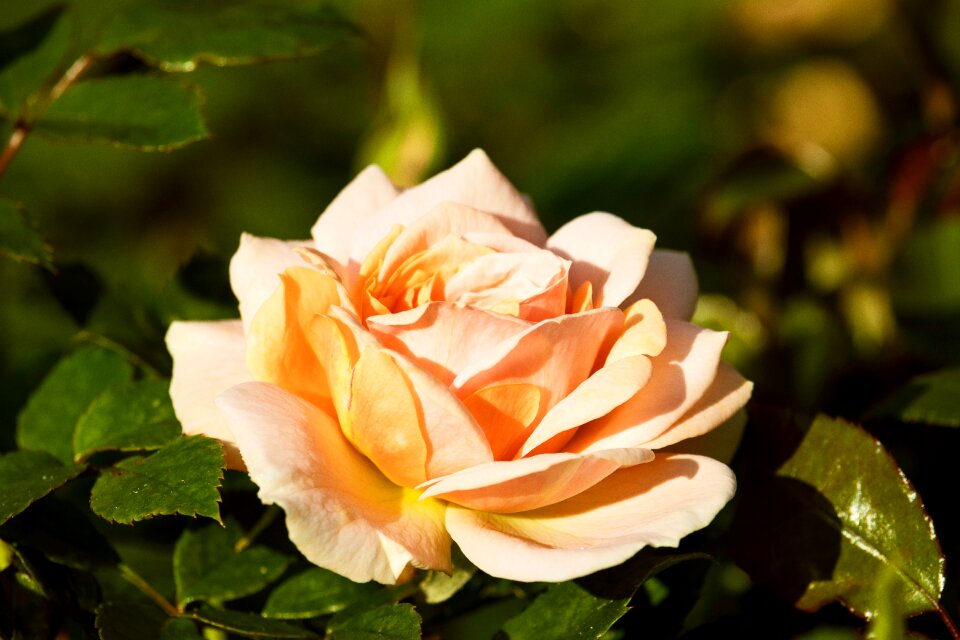 Rose bloom flower plant