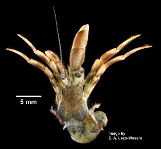 PRESERVED_SPECIMEN; ; 70% alc.; Det. by: Eric A. Lazo-Wasem 2014; GM Image; IZ number 71242; lot count 1; habitation: IZ.071247; 2014-08-19T00:00:00Z