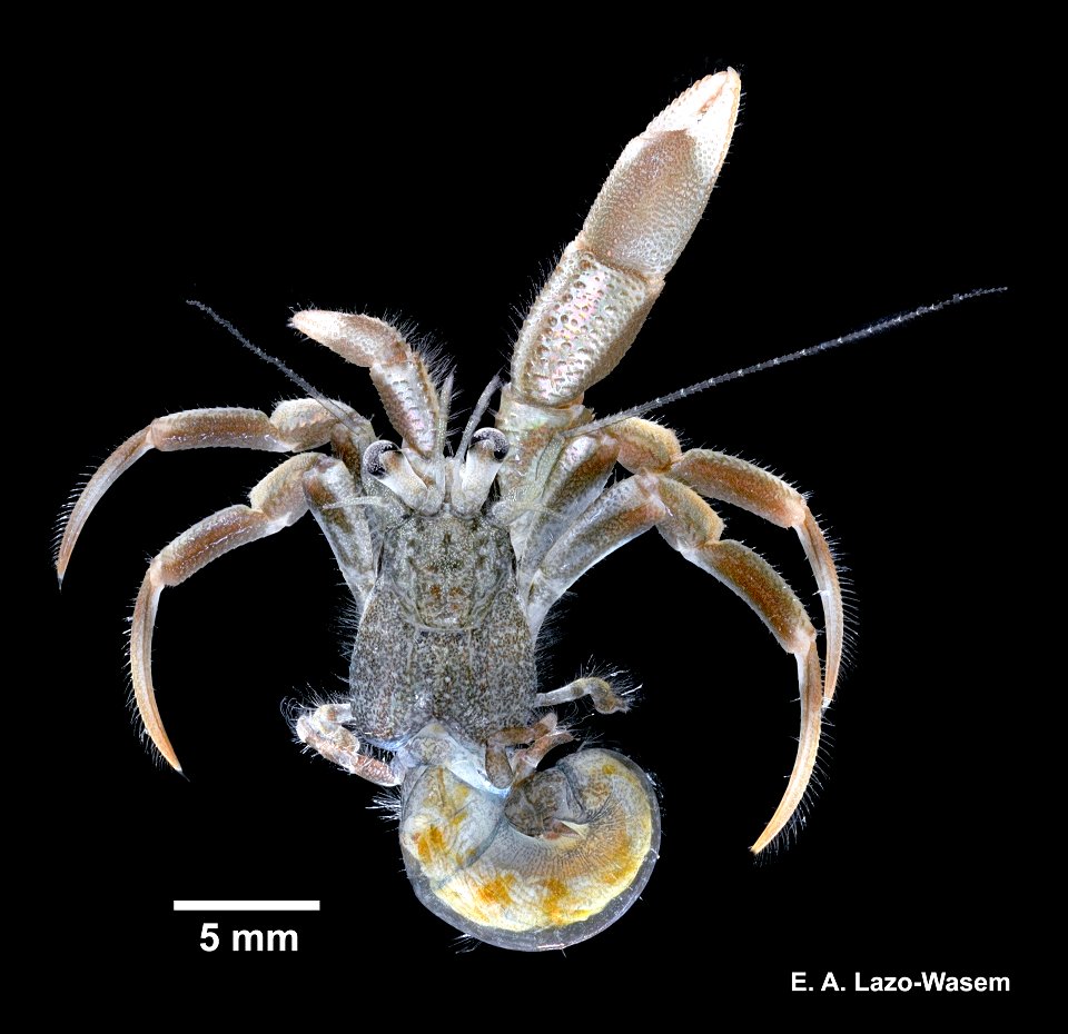 PRESERVED_SPECIMEN; ; 10% form.->70% alc.; Det. by: Eric A. Lazo-Wasem 2018; Det. by: Leanne E. Elder; Ginsburg; IZ number 97051; lot count 1; habitation: IZ.097053,IZ.097470,IZ.097434,IZ.0974