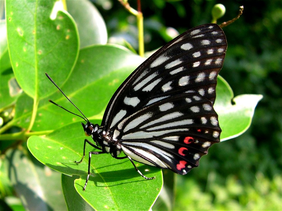 Hestina assimilis assimilis (Linnaeus, 1758)  (Lepidoptera: Nymphalidae: Apaturinae).
Loc: Yokohama, Kanagawa Prefecture, Japan (believed to be an artificially introduced population).
ja: アカボシゴマダラ （タテ