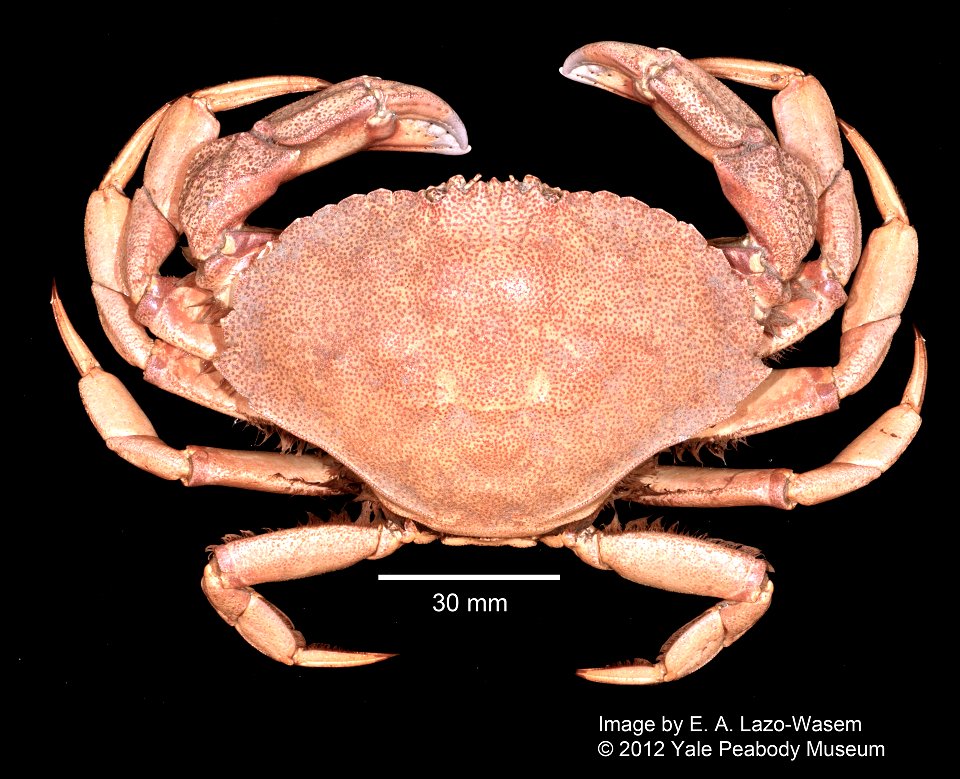 PRESERVED_SPECIMEN; ; dry; Det. by: Johanna M. Reinhart; GM image; Gray Museum; IZ number 30705; lot count 3; original catalog number GM 1473; 1967-09-19T00:00:00Z