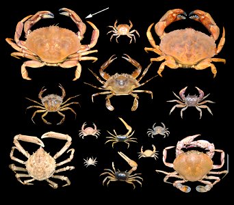 PRESERVED_SPECIMEN; ; dry; ; recent gallery; IZ number 84977; lot count 1; 2016-09-01T00:00:00Z