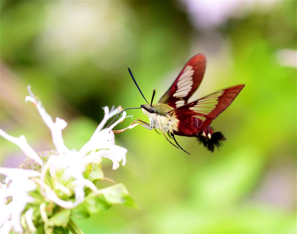 NPS | N. Lewis
Hemaris thysbe

(A7A0120)