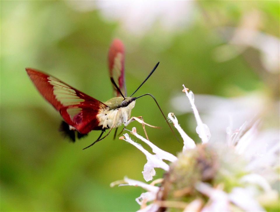 NPS | N. Lewis
Hemaris thysbe

(A7A0118)