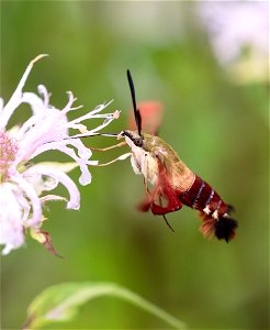 NPS | N. Lewis
Hemaris thysbe

(A7A0149)