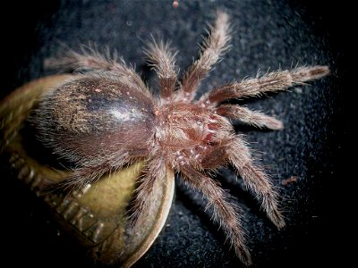 Spider grammostola pulchra. 
Age: L2, soon will be L3 (very young).

The coin at the background is a soviet copeck 1973 (copeck size is 15mm).