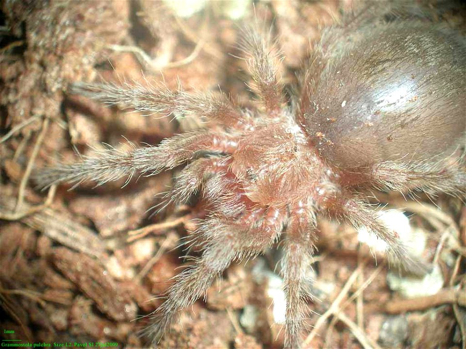 Grammostola Pulchra macro photo, spider L2 (very young), spider size about 20mm