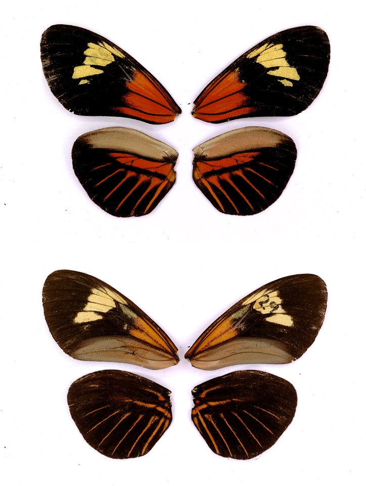 ECUADOR.  Napo, Rio Quijos, Baeza-Lago Agrio,  Beltran et al 2007. BJLS, in press,  Exemplar,  <a href="http://nymphalidae.utu.fi/story.php?code=STRI-B-8158" rel="nofollow">see in our database&l