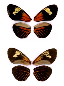 ECUADOR.  Napo, Rio Quijos, Baeza-Lago Agrio,  Beltran et al 2007. BJLS, in press,  Exemplar,  <a href="http://nymphalidae.utu.fi/story.php?code=STRI-B-8158" rel="nofollow">see in our database&l