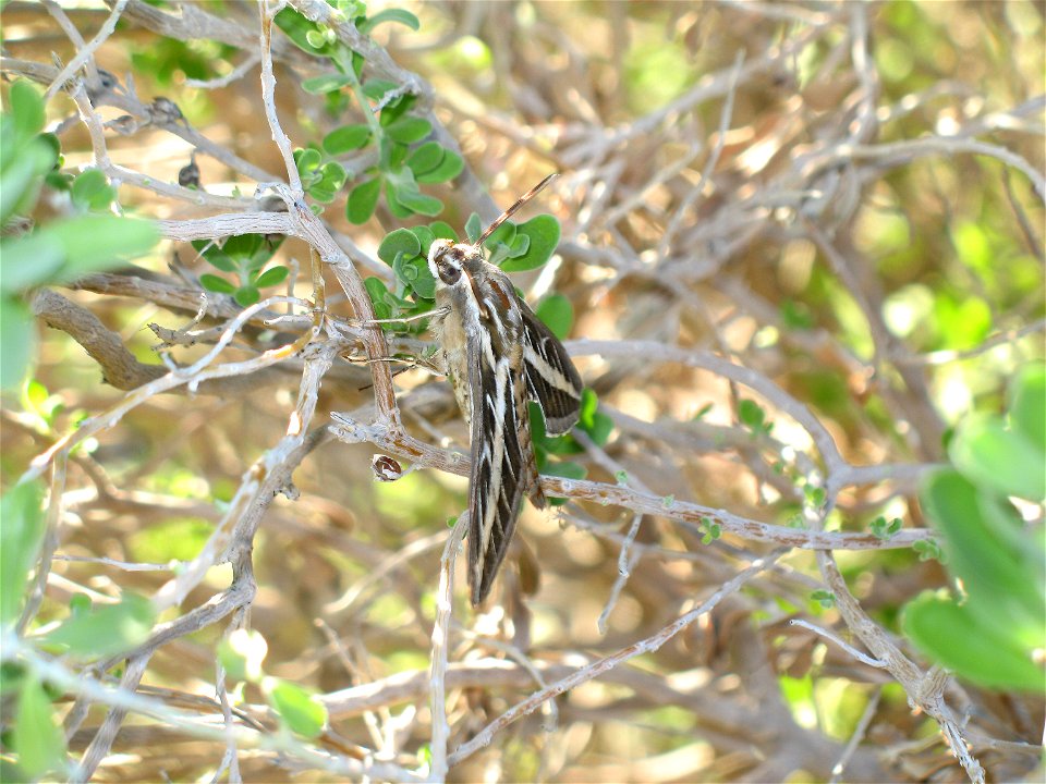 White-lined Sphinx (Hyles lineata). Taken in Laveen, Arizona. photo