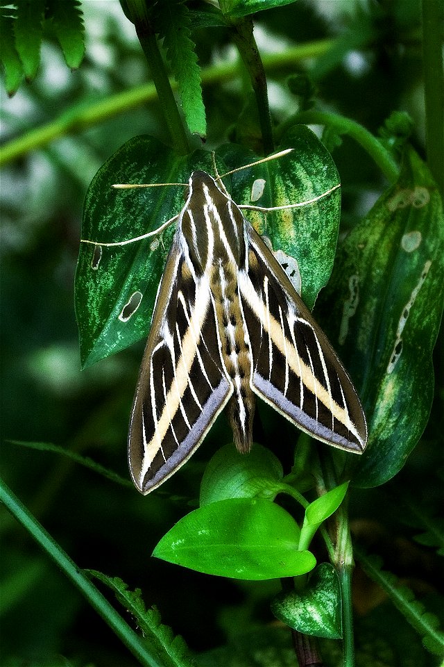 Taken in my backyard Okmulgee, Oklahoma, United States