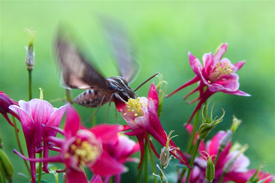 White-lined sphinx (Hyles lineata) on Columbine (Aquilegia hybrida)