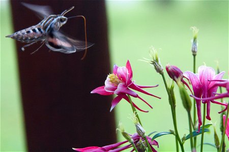 White-lined sphinx (Hyles lineata) on Columbine (Aquilegia hybrida) photo