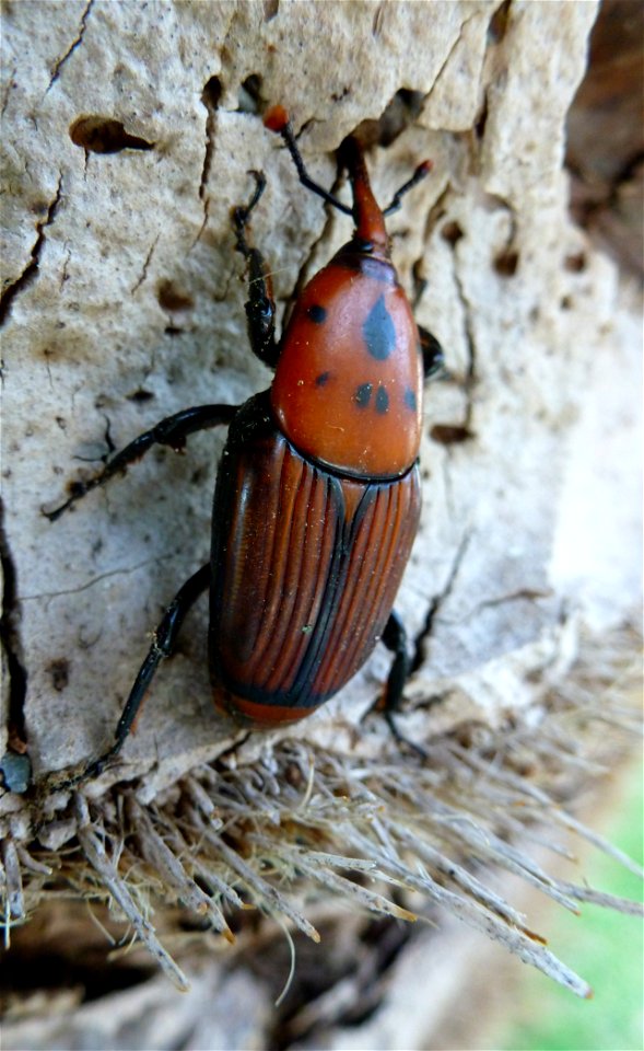 Brauner Rüsselkäfer mit 7 schwarzen Punkten, Hinterleib gestreift, etwa 3 cm lang, Nordostspanien, südwestlich von Barcelona