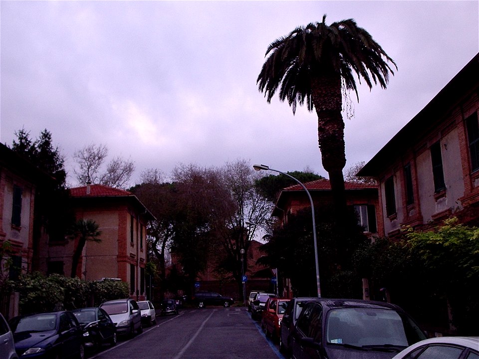 Ex Phoenix canariensis in vista dell'abside di San Saba, Roma