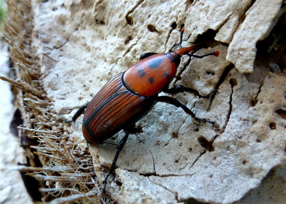 Brauner Rüsselkäfer mit 7 schwarzen Punkten, Hinterleib gestreift, etwa 3 cm lang, Nordostspanien, südwestlich von Barcelona