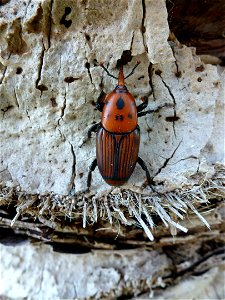 Brauner Rüsselkäfer (?) mit 7 schwarzen Punkten, Hinterleib gestreift, etwa 3 cm lang, Nordostspanien, südwestlich von Barcelona photo