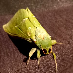 Puriri moth (Aenetus virescens)