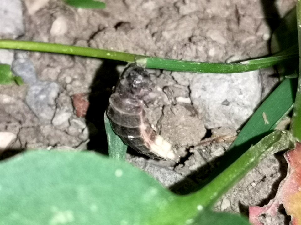 Lampyris Noctiluca, a female firefly photographed in Wiesentäli, Zürich, Switzerland in 01-06-2020