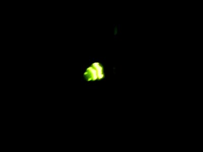 Lampyris Noctiluca, a female firefly photographed in Wiesentäli, Zürich, Switzerland in 01-06-2020